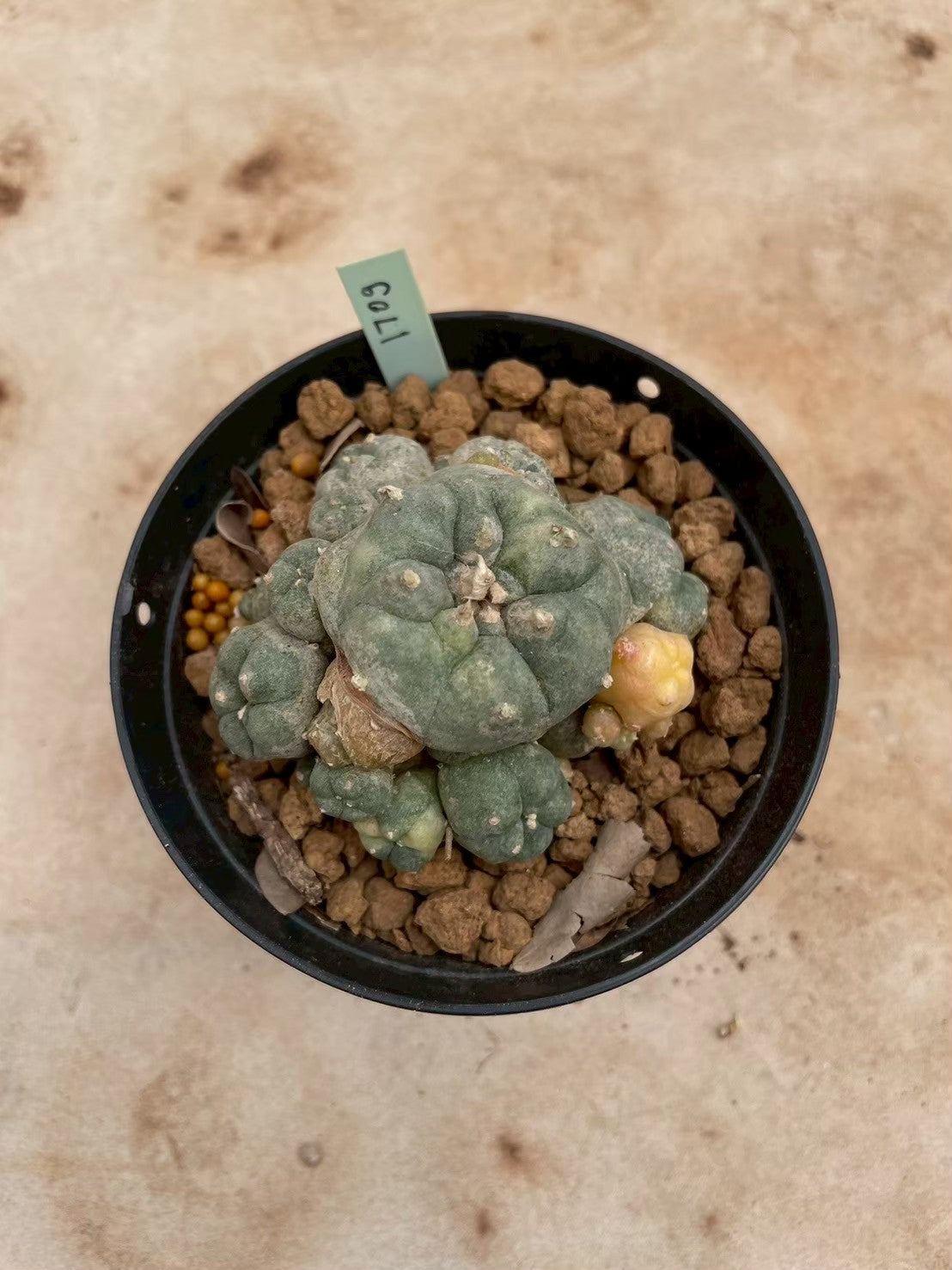 Lophophora williamsii variegate – Peyote Cactus (3-4 cm, Own Root) 12 years old