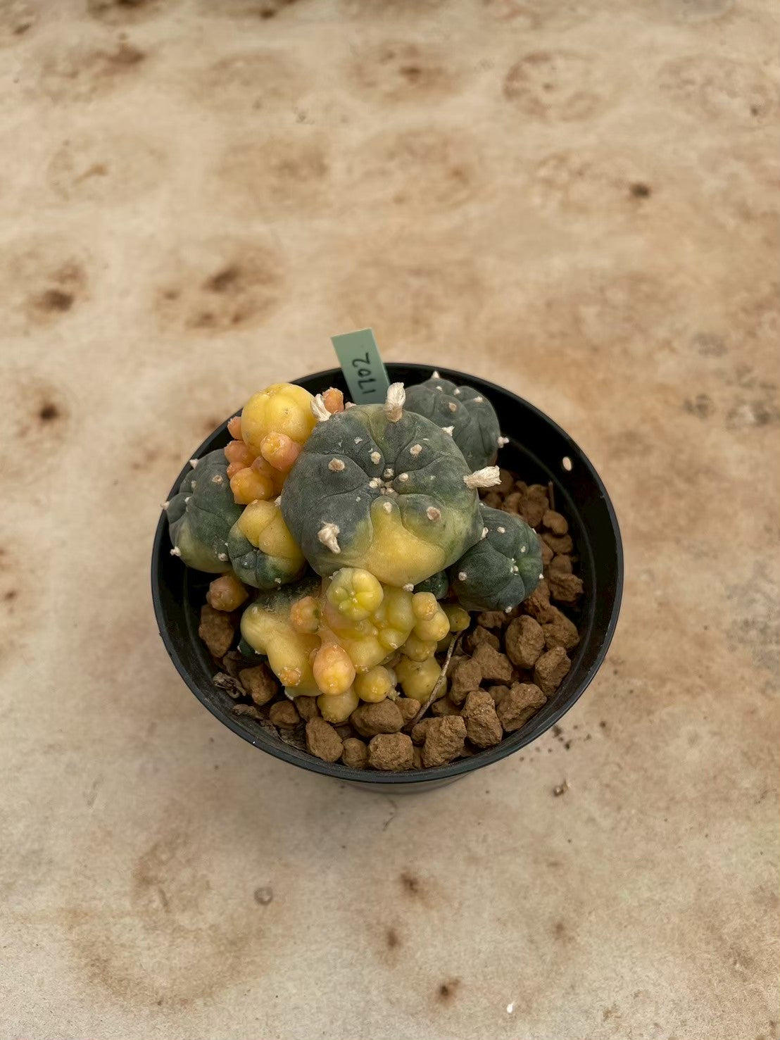 Lophophora williamsii variegate – Peyote Cactus (3-4 cm, Own Root) 12 years old