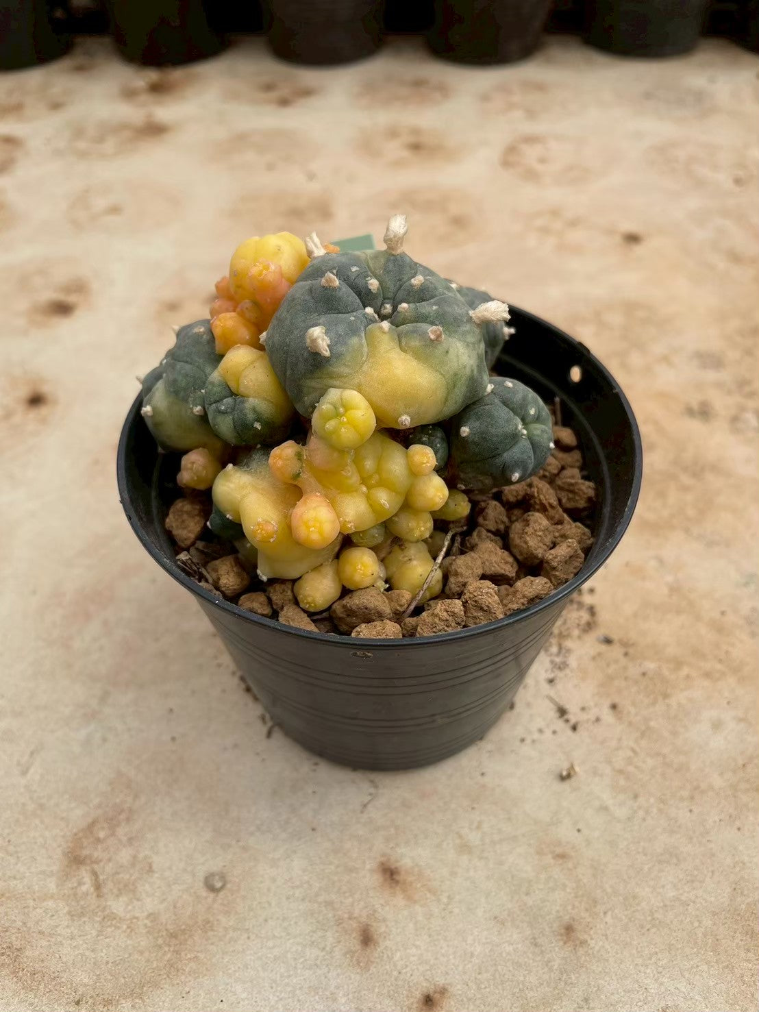 Lophophora williamsii variegate – Peyote Cactus (3-4 cm, Own Root) 12 years old