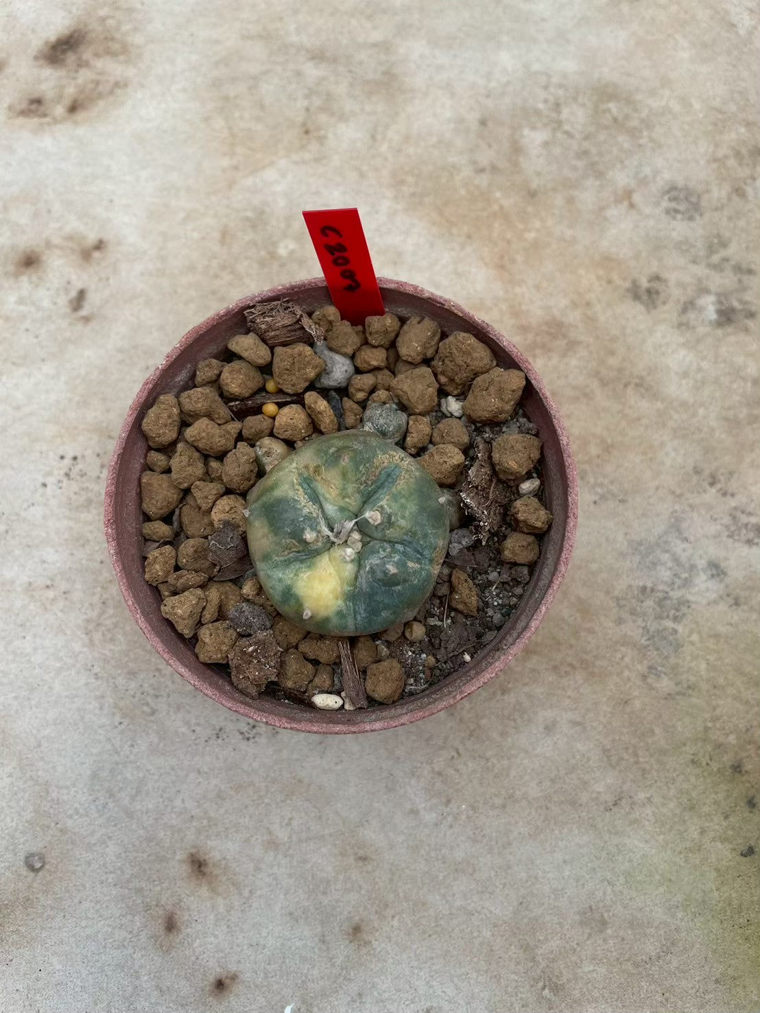 Lophophora williamsii variegata  – Peyote Cactus (3-4 cm, Own Root)