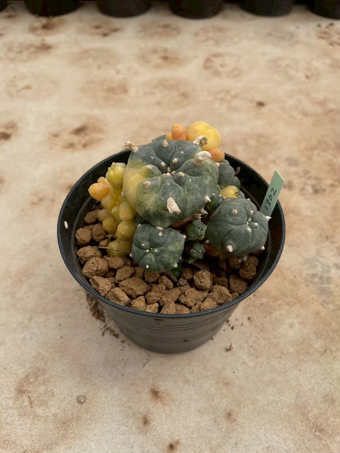 Lophophora williamsii variegate – Peyote Cactus (3-4 cm, Own Root) 12 years old