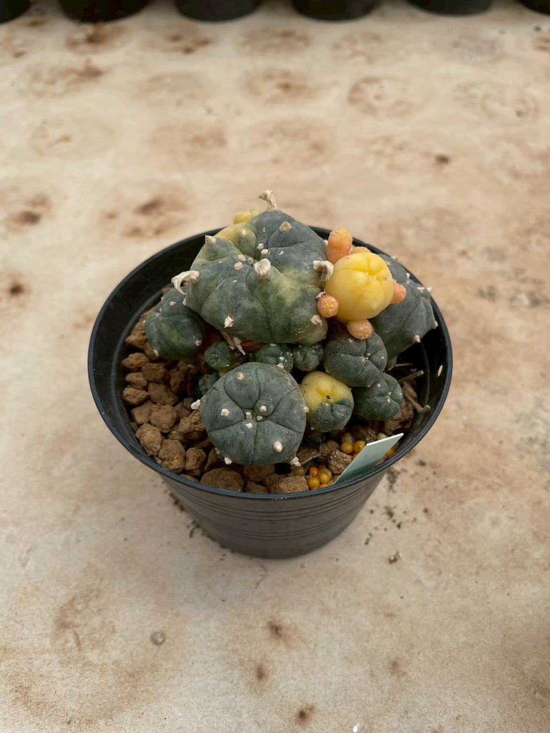 Lophophora williamsii variegate – Peyote Cactus (3-4 cm, Own Root) 12 years old