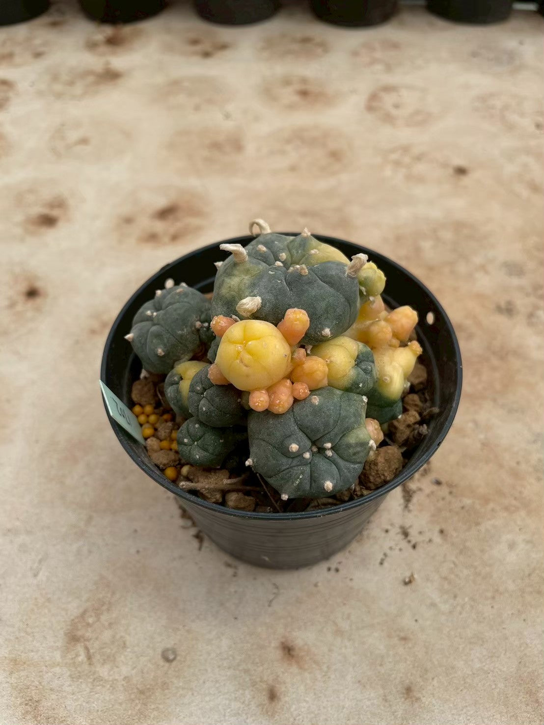 Lophophora williamsii variegate – Peyote Cactus (3-4 cm, Own Root) 12 years old
