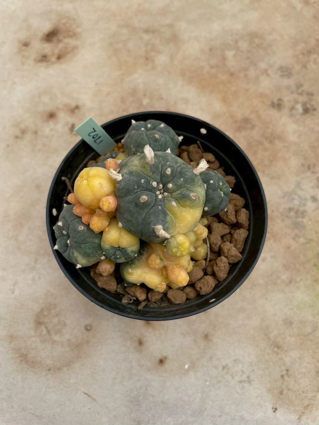 Lophophora williamsii variegate – Peyote Cactus (3-4 cm, Own Root) 12 years old