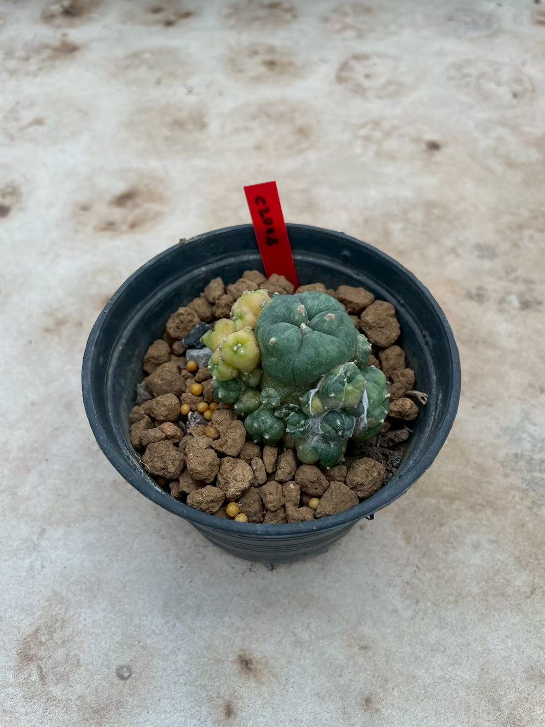 Lophophora williamsii variegata  – Peyote Cactus (3-4 cm, Own Root)