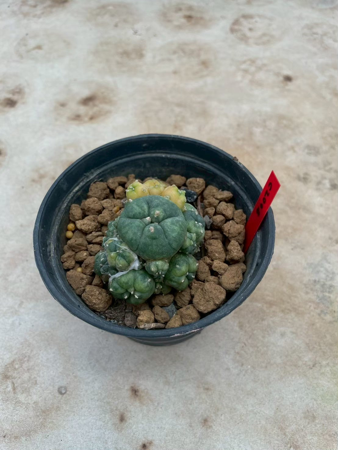 Lophophora williamsii variegata  – Peyote Cactus (3-4 cm, Own Root)
