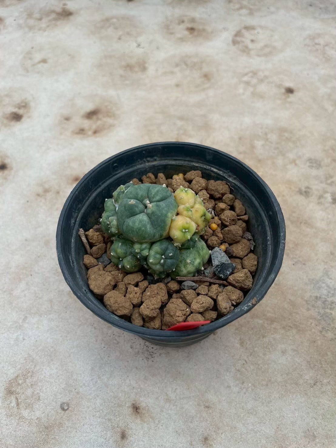 Lophophora williamsii variegata  – Peyote Cactus (3-4 cm, Own Root)
