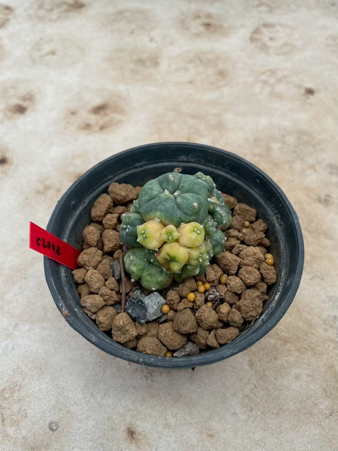 Lophophora williamsii variegata  – Peyote Cactus (3-4 cm, Own Root)