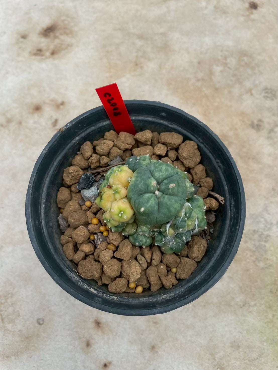 Lophophora williamsii variegata  – Peyote Cactus (3-4 cm, Own Root)