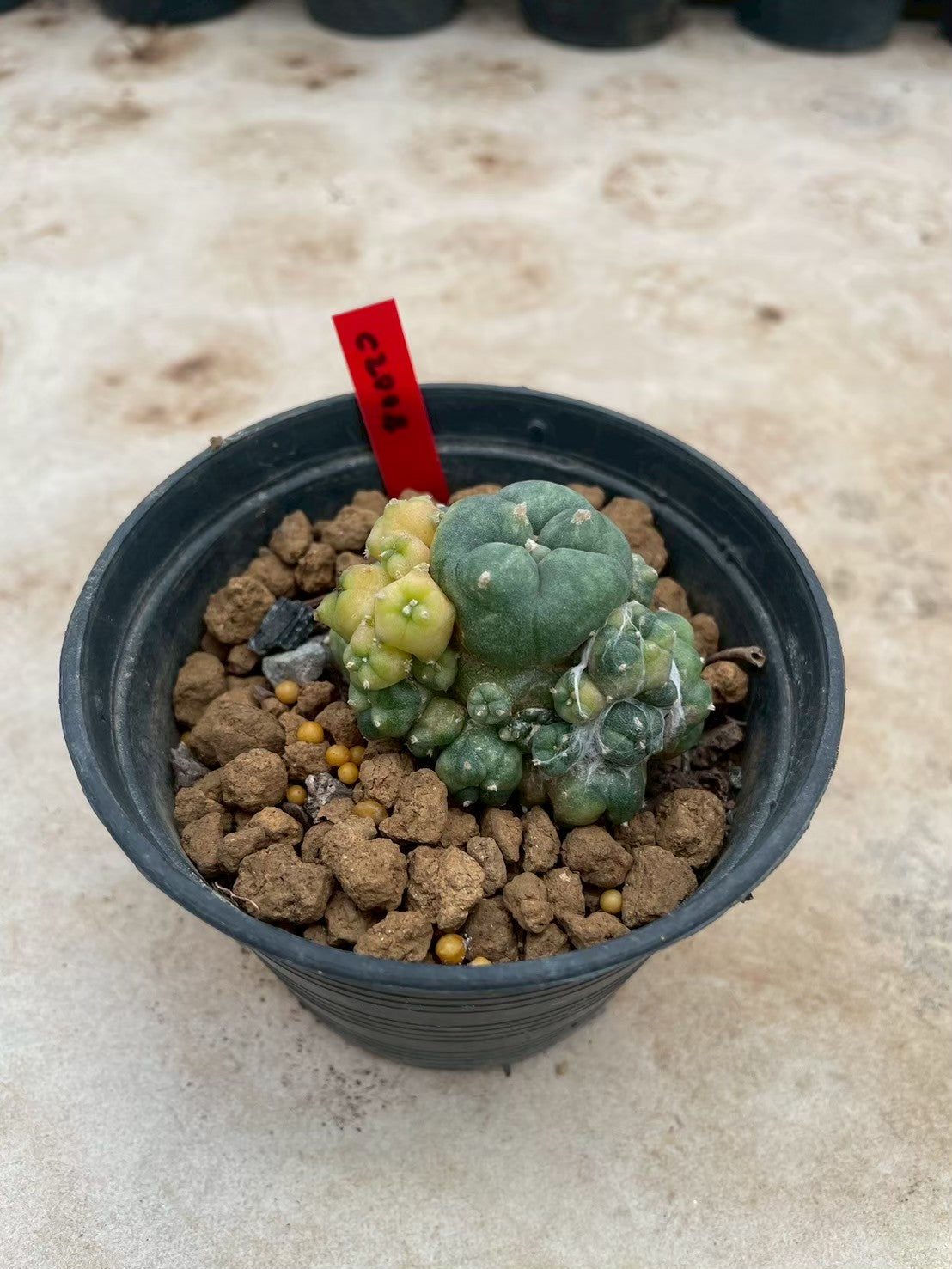 Lophophora williamsii variegata  – Peyote Cactus (3-4 cm, Own Root)