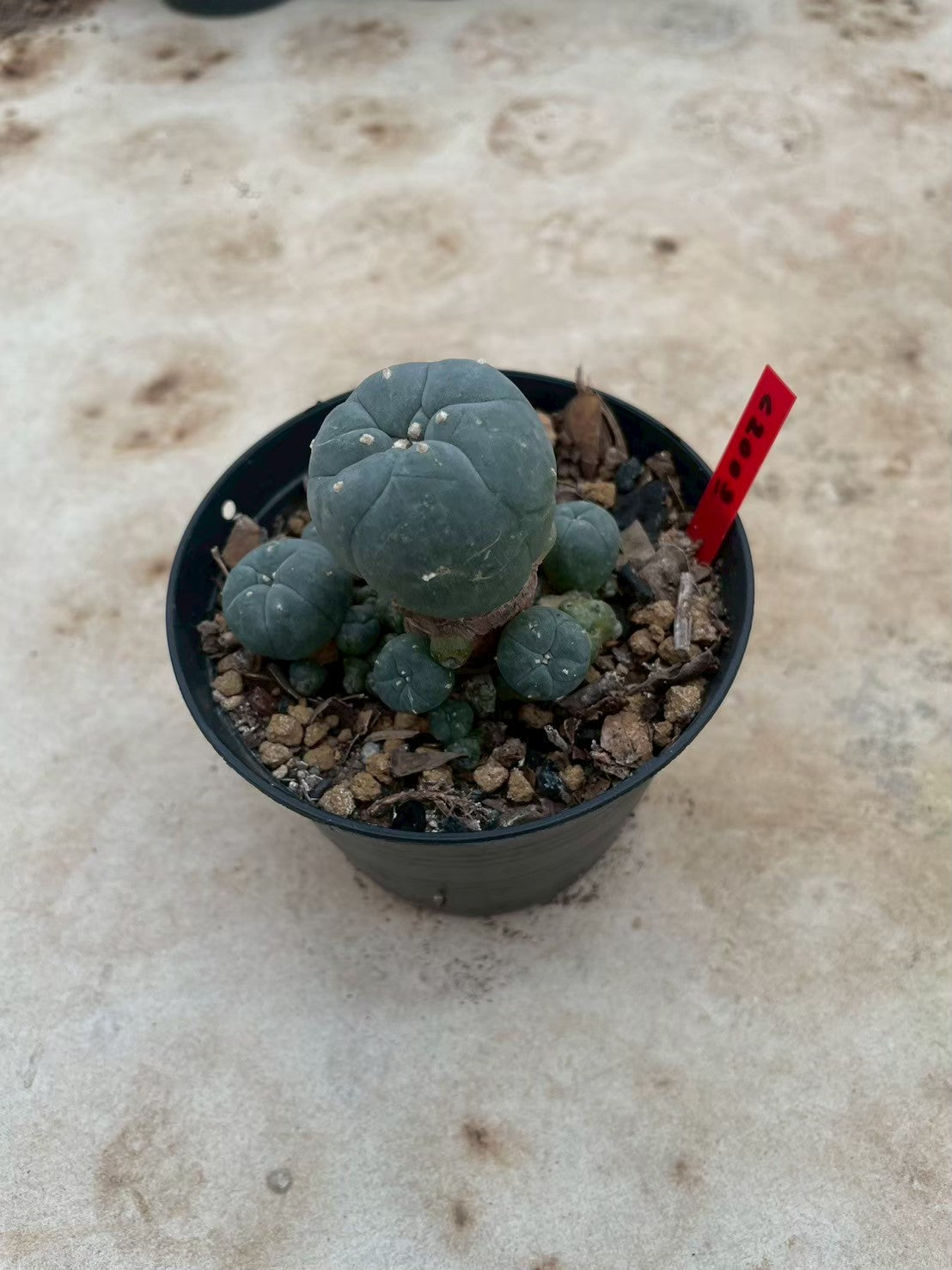 Lophophora williamsii – Peyote Cactus (3-4 cm, Own Root)