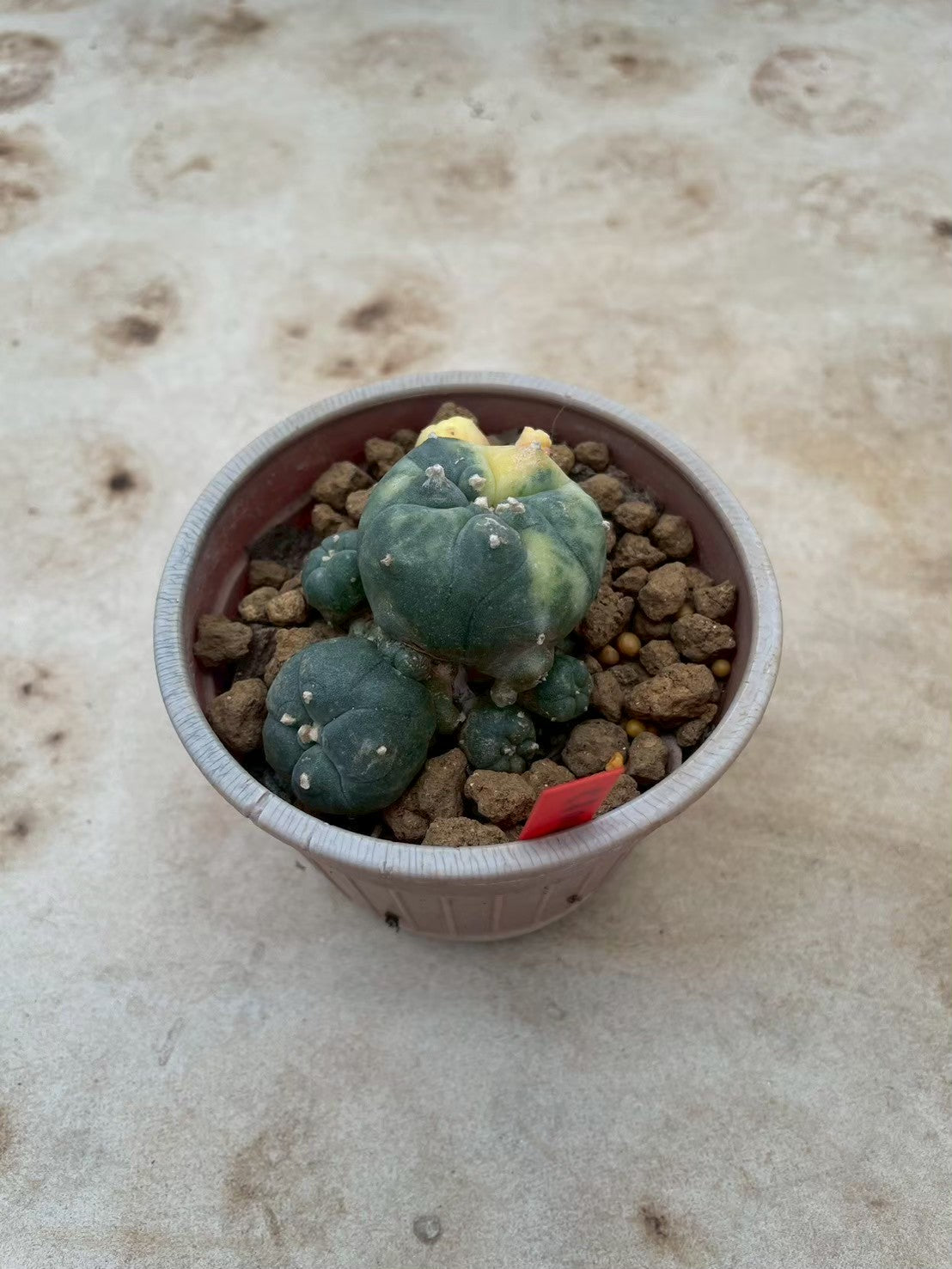 Lophophora williamsii variegata  – Peyote Cactus (3-4 cm, Own Root)