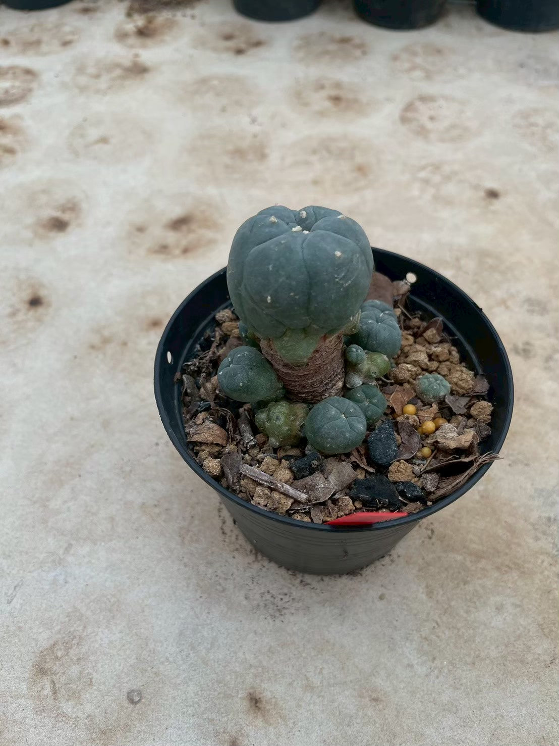 Lophophora williamsii – Peyote Cactus (3-4 cm, Own Root)
