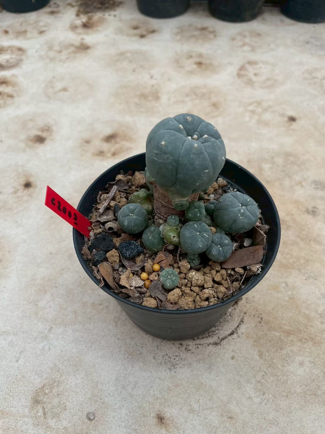 Lophophora williamsii – Peyote Cactus (3-4 cm, Own Root)
