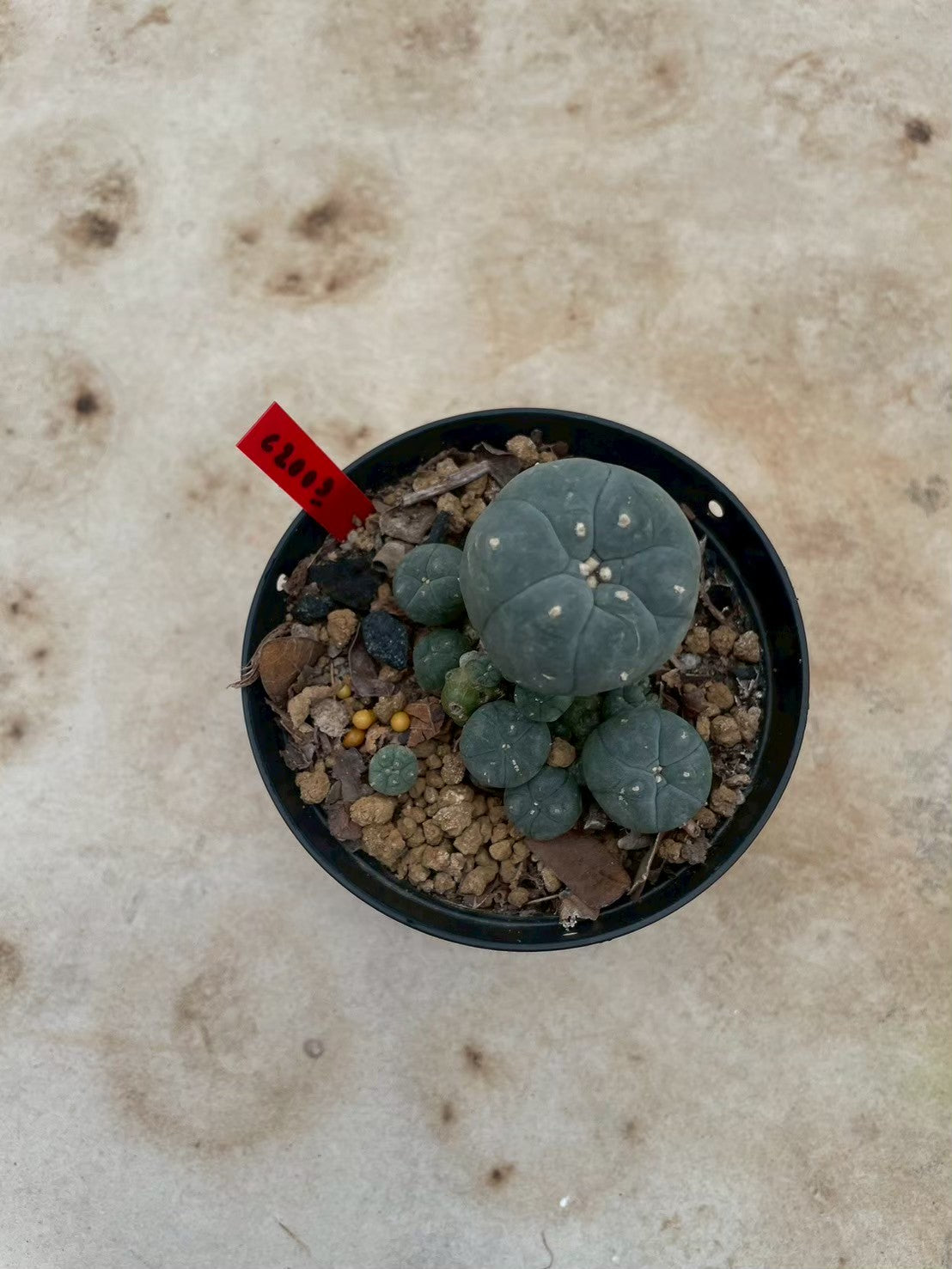 Lophophora williamsii – Peyote Cactus (3-4 cm, Own Root)