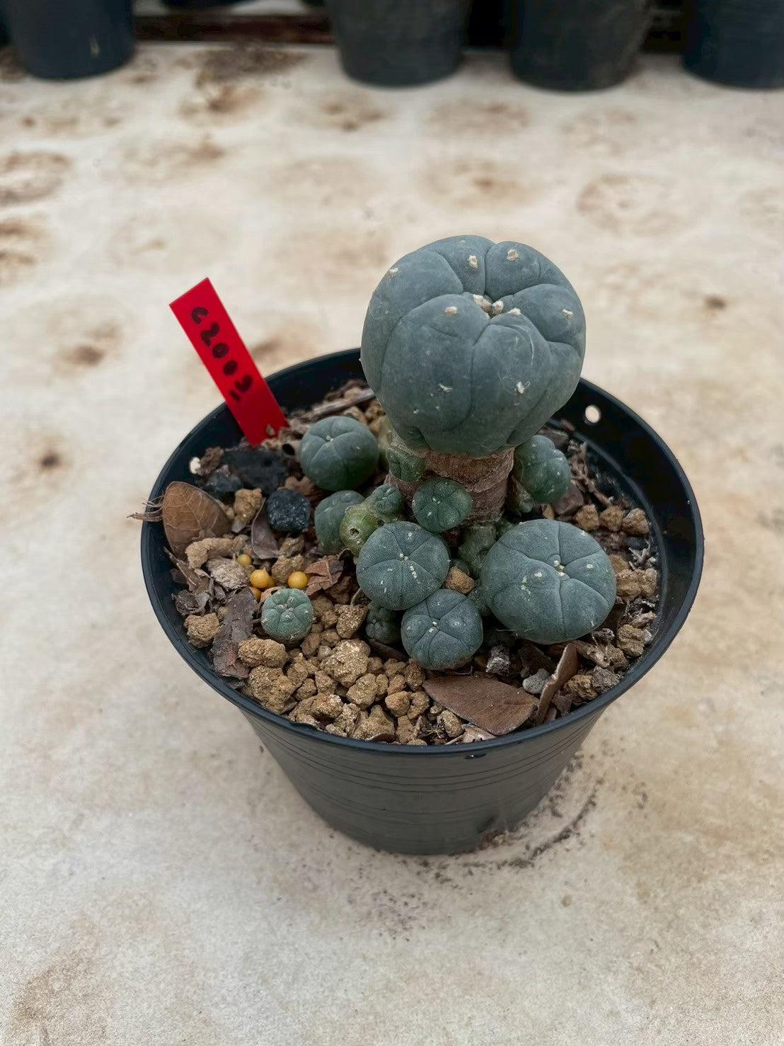 Lophophora williamsii – Peyote Cactus (3-4 cm, Own Root)