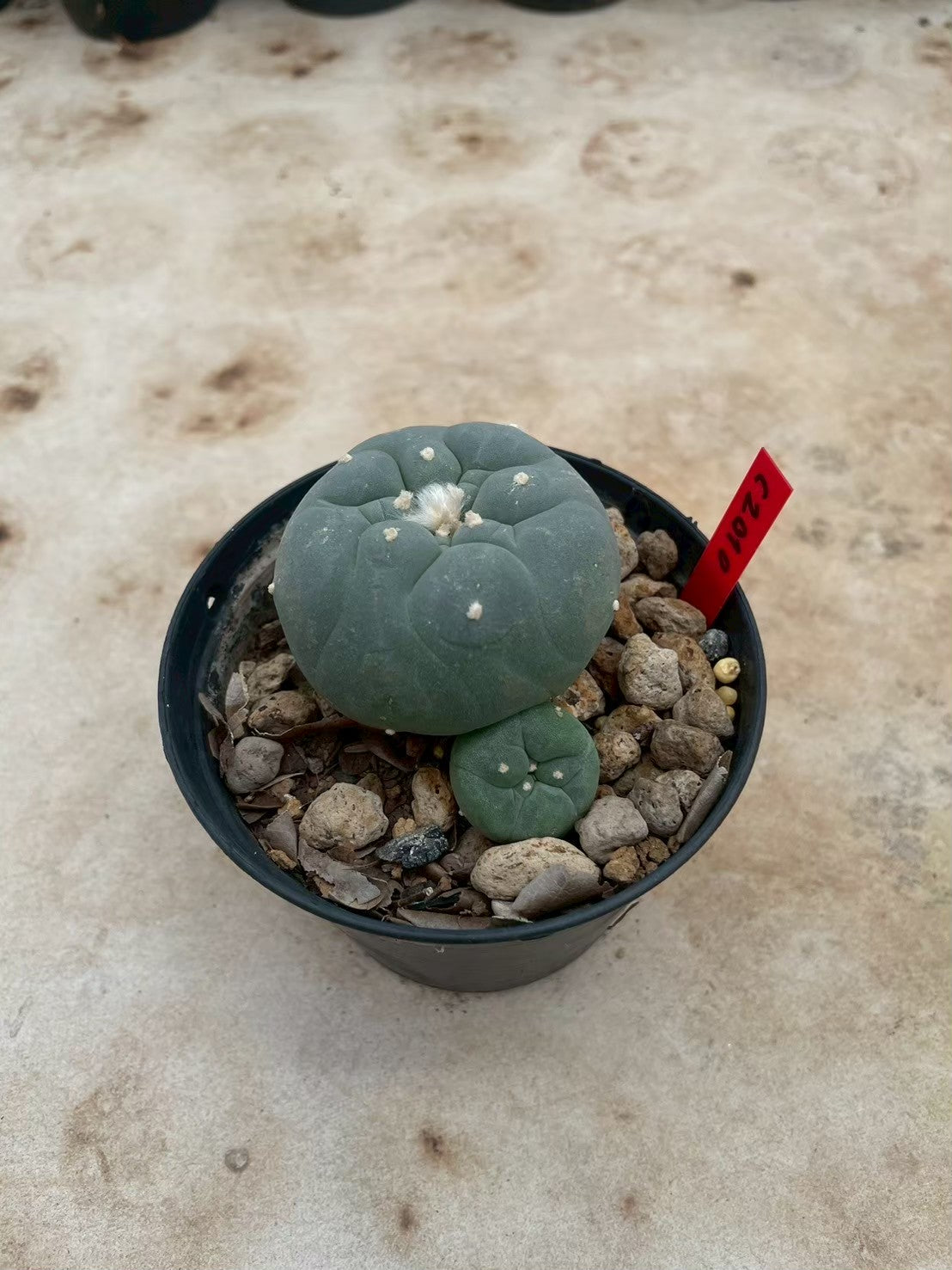 Lophophora williamsii – Peyote Cactus (3-4 cm, Own Root)