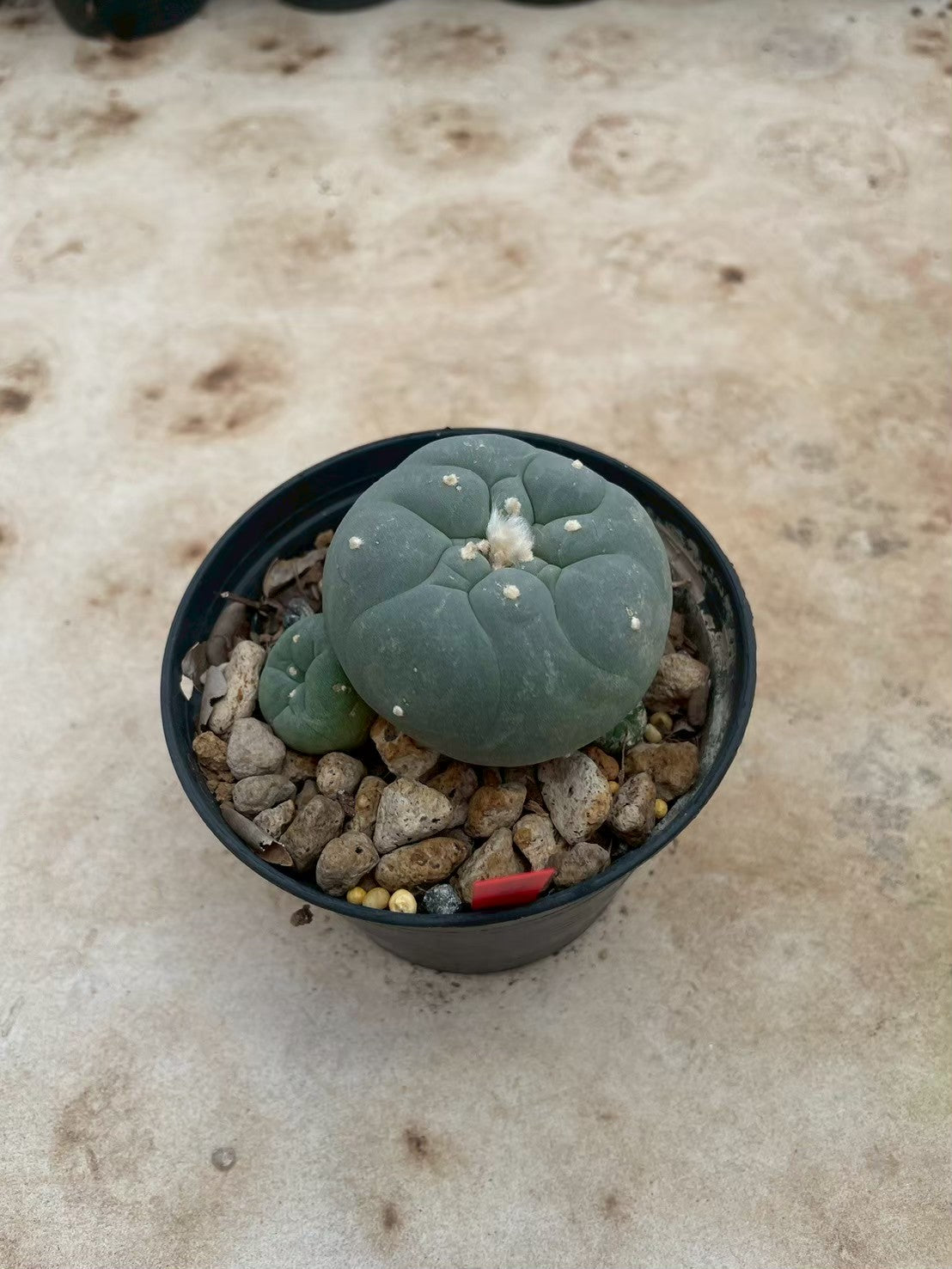 Lophophora williamsii – Peyote Cactus (3-4 cm, Own Root)
