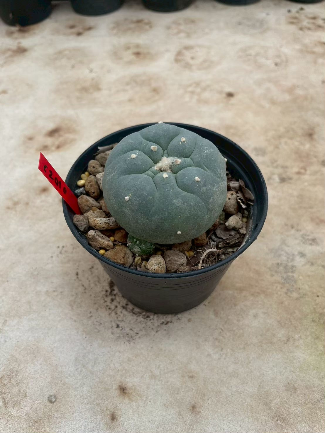 Lophophora williamsii – Peyote Cactus (3-4 cm, Own Root)