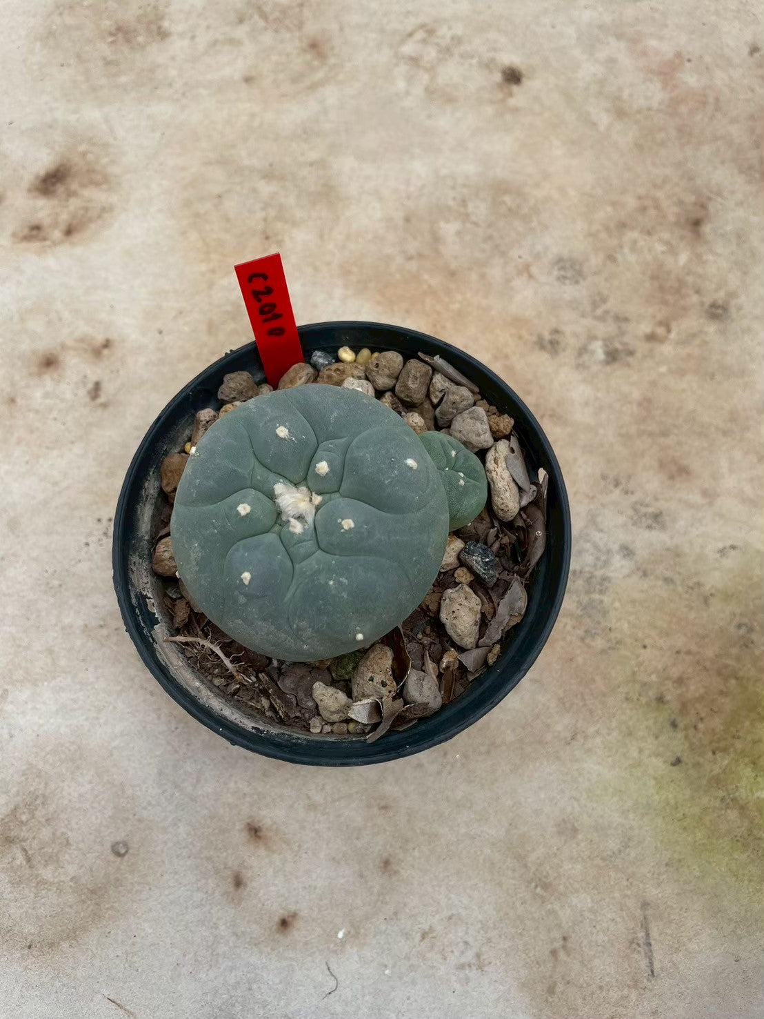 Lophophora williamsii – Peyote Cactus (3-4 cm, Own Root)