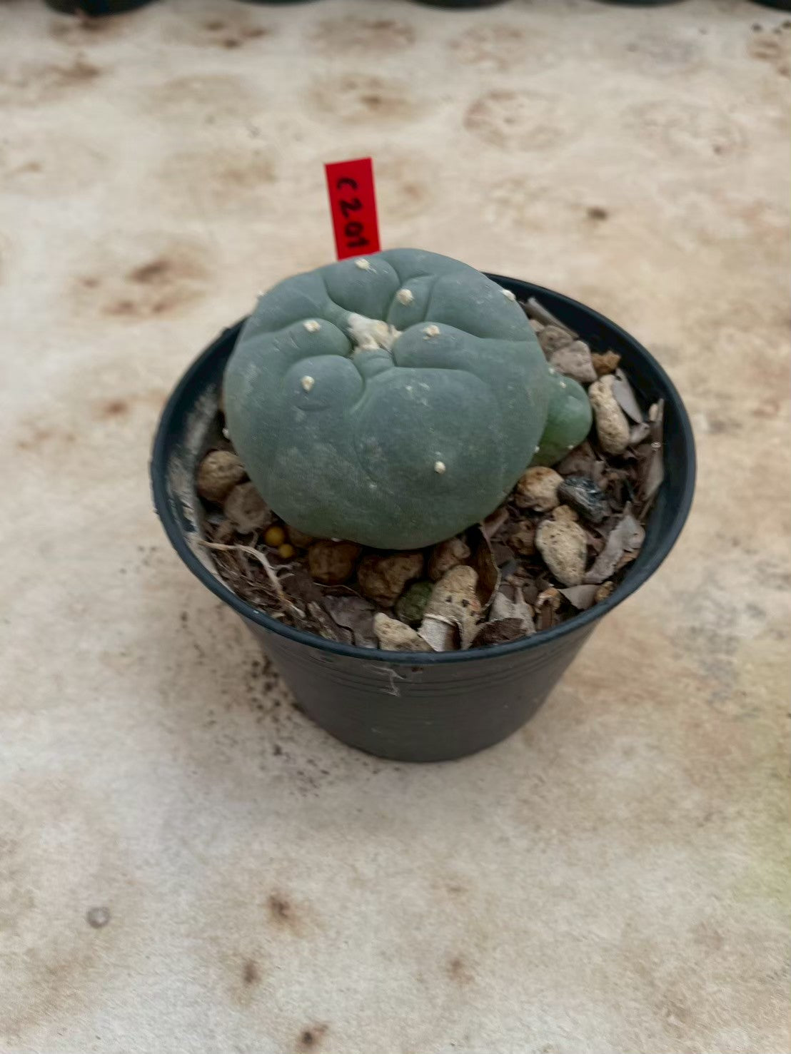 Lophophora williamsii – Peyote Cactus (3-4 cm, Own Root)