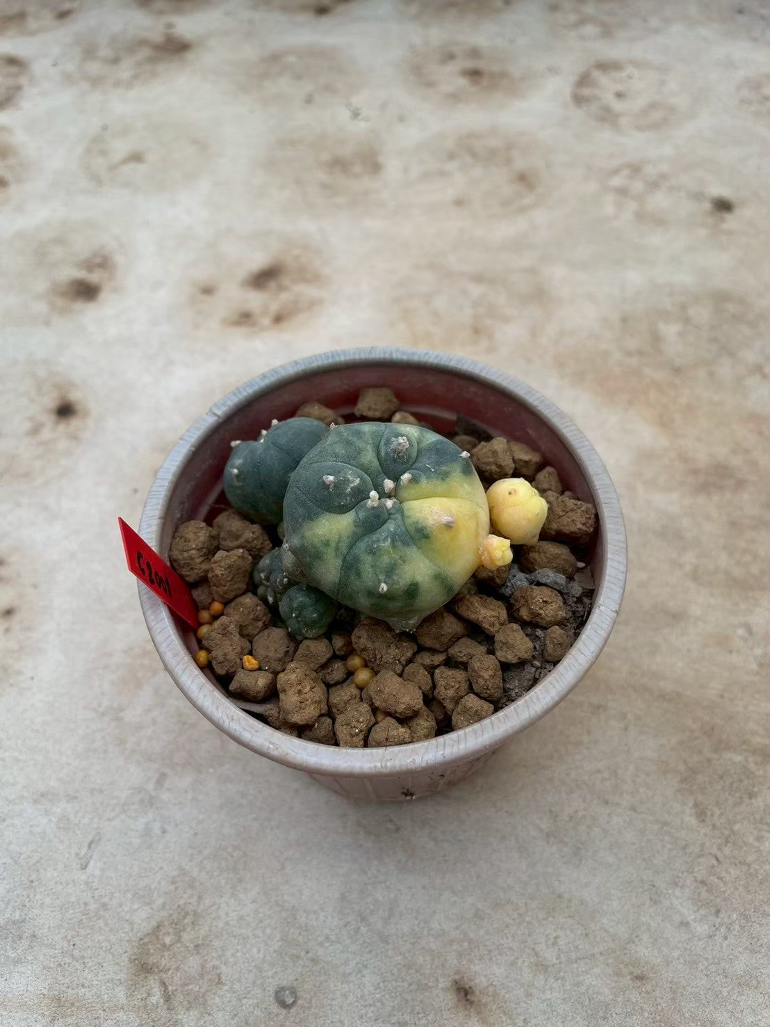 Lophophora williamsii variegata  – Peyote Cactus (3-4 cm, Own Root)