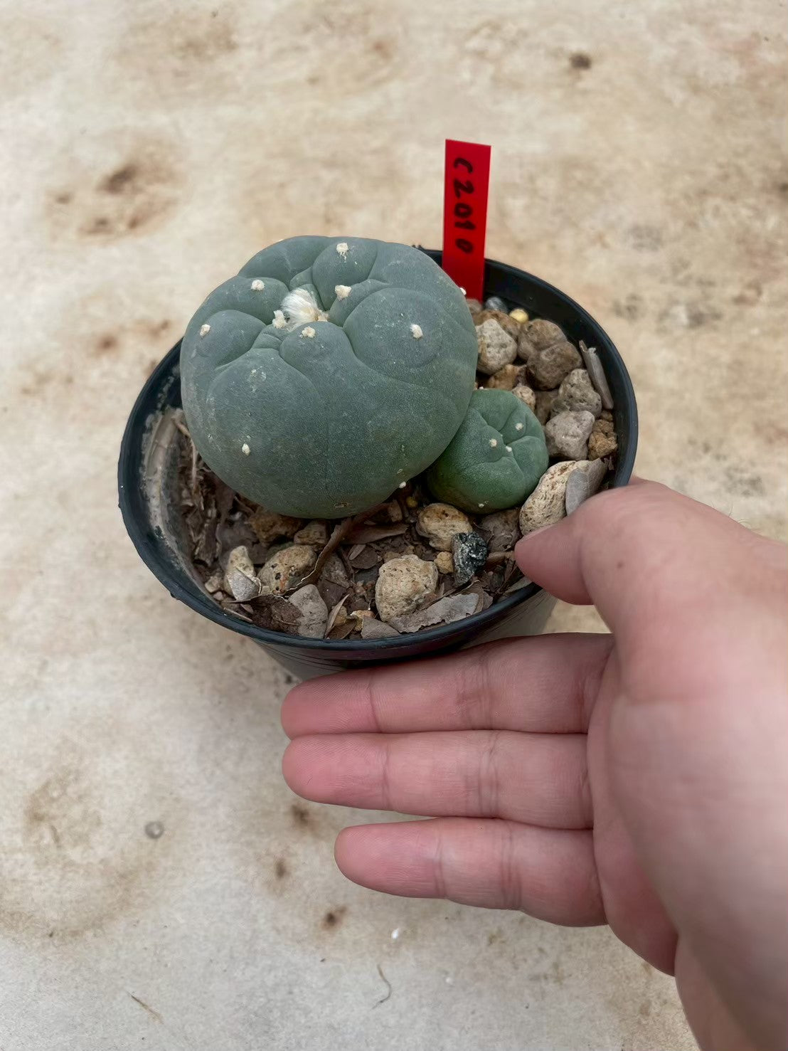 Lophophora williamsii – Peyote Cactus (3-4 cm, Own Root)