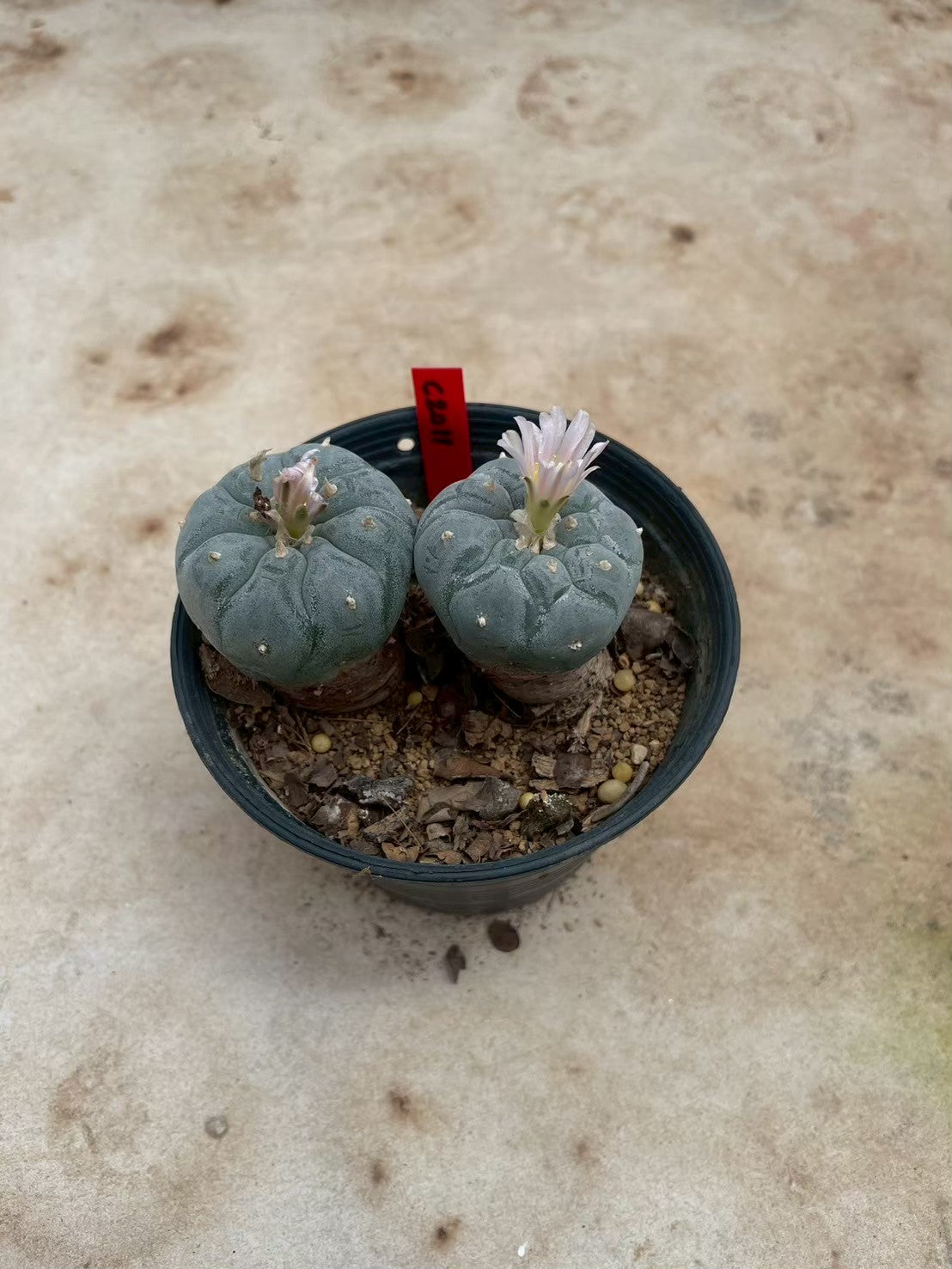 Lophophora williamsii – Peyote Cactus (3-4 cm, Own Root)