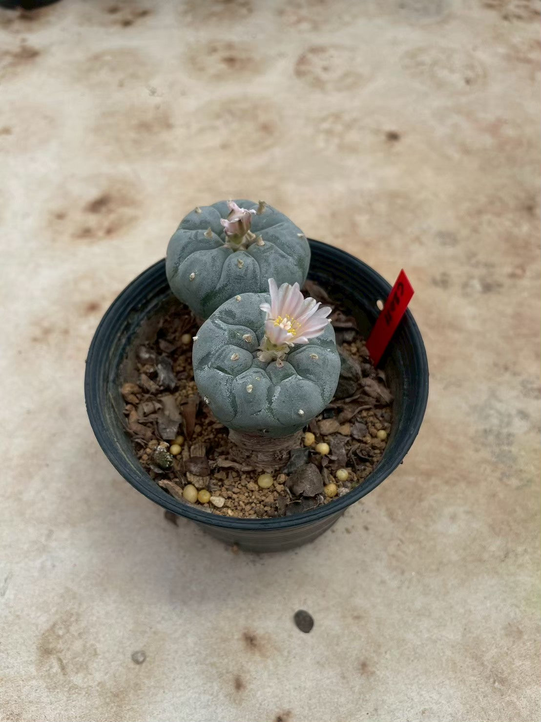 Lophophora williamsii – Peyote Cactus (3-4 cm, Own Root)