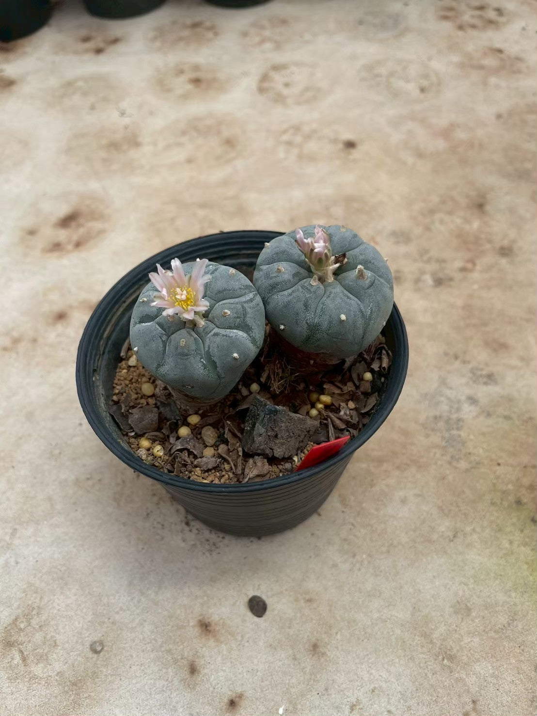 Lophophora williamsii – Peyote Cactus (3-4 cm, Own Root)