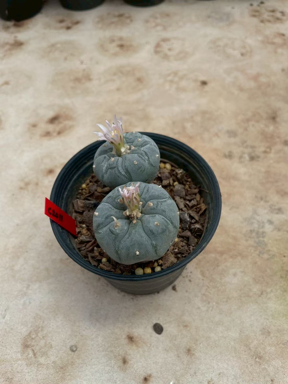 Lophophora williamsii – Peyote Cactus (3-4 cm, Own Root)
