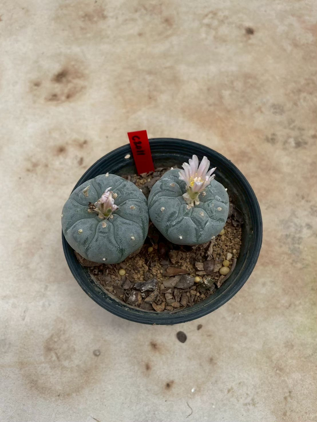 Lophophora williamsii – Peyote Cactus (3-4 cm, Own Root)
