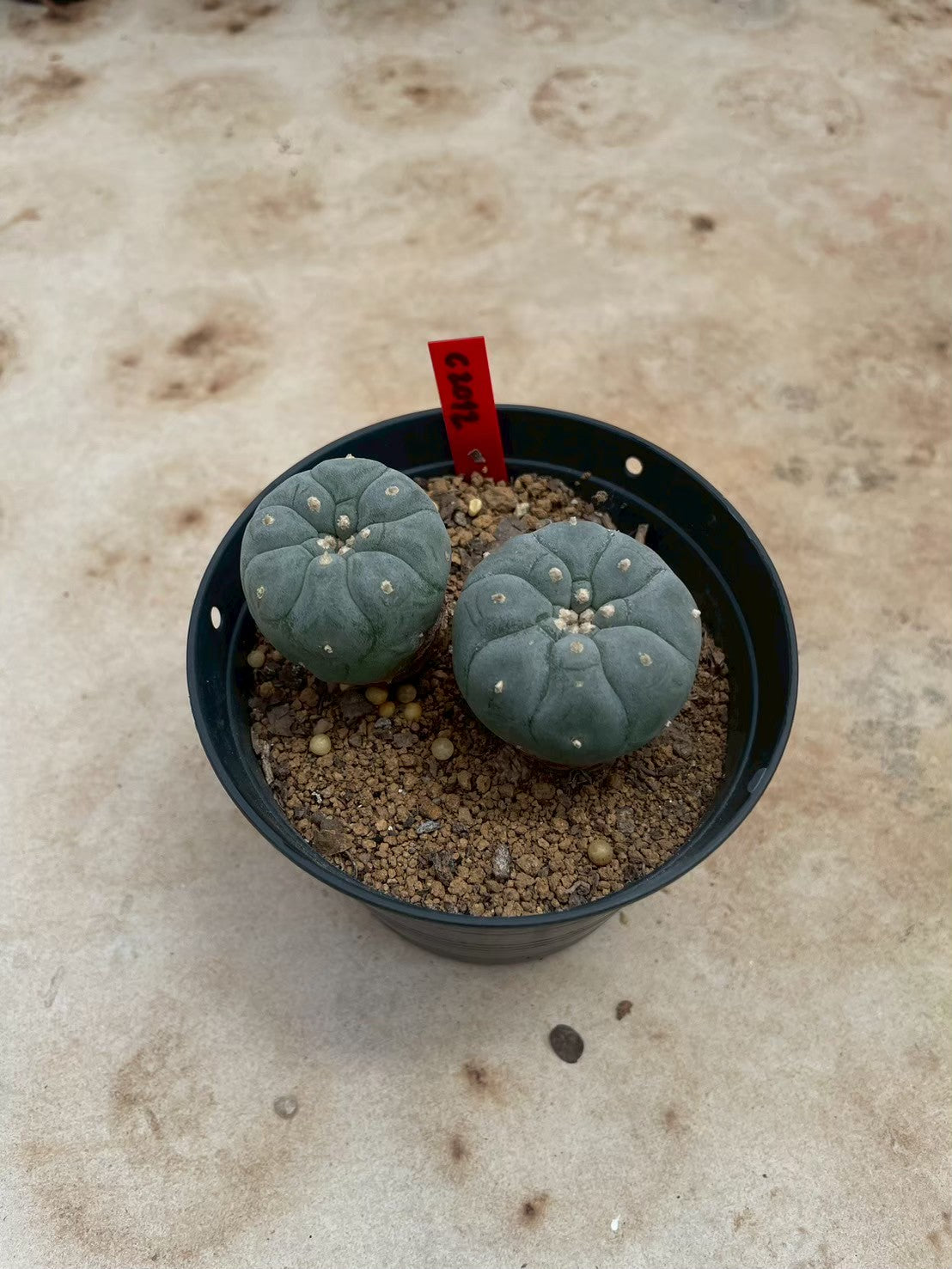 Lophophora williamsii – Peyote Cactus (3-4 cm, Own Root)