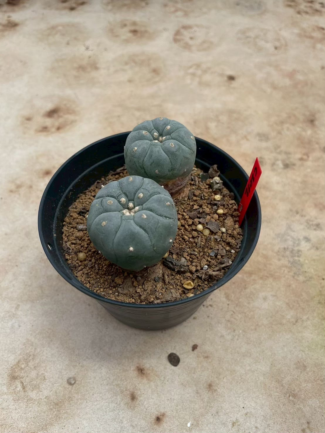 Lophophora williamsii – Peyote Cactus (3-4 cm, Own Root)