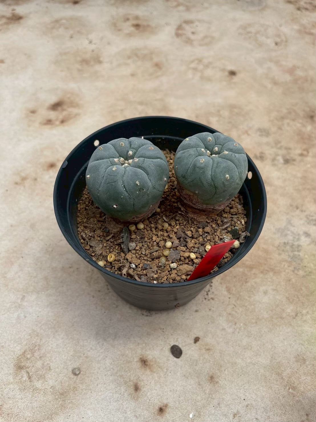 Lophophora williamsii – Peyote Cactus (3-4 cm, Own Root)