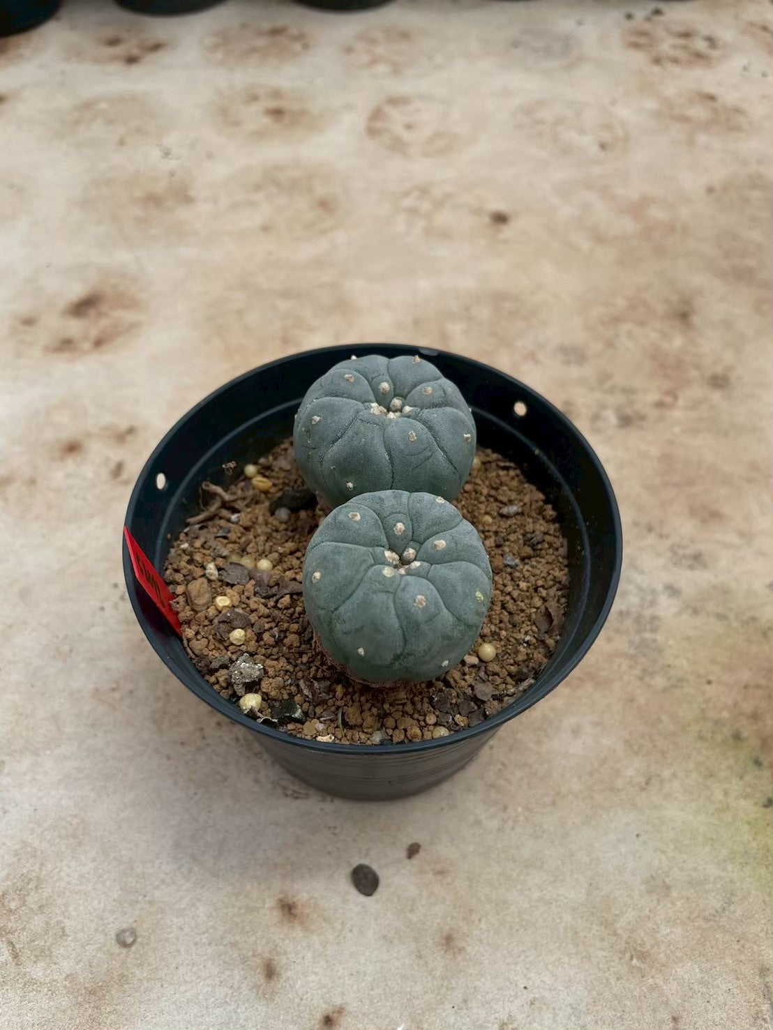 Lophophora williamsii – Peyote Cactus (3-4 cm, Own Root)