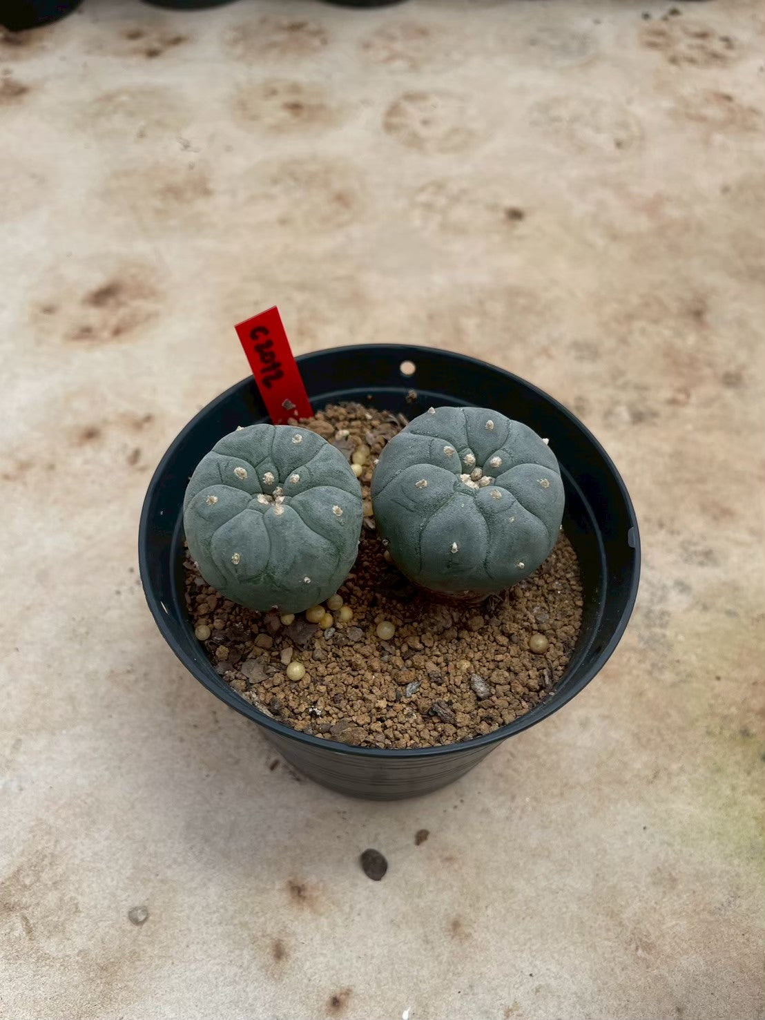 Lophophora williamsii – Peyote Cactus (3-4 cm, Own Root)