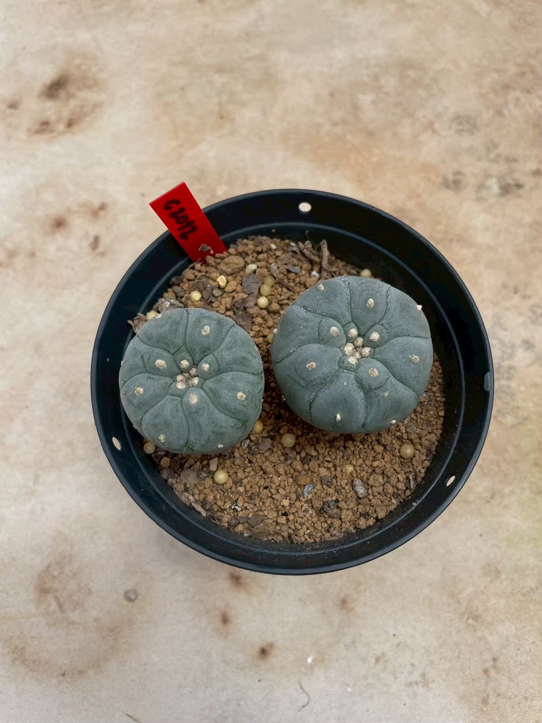 Lophophora williamsii – Peyote Cactus (3-4 cm, Own Root)