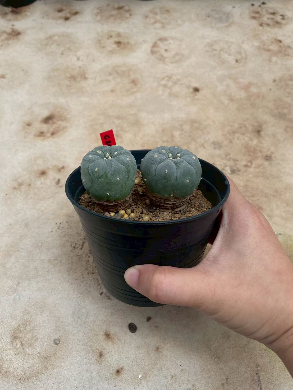 Lophophora williamsii – Peyote Cactus (3-4 cm, Own Root)