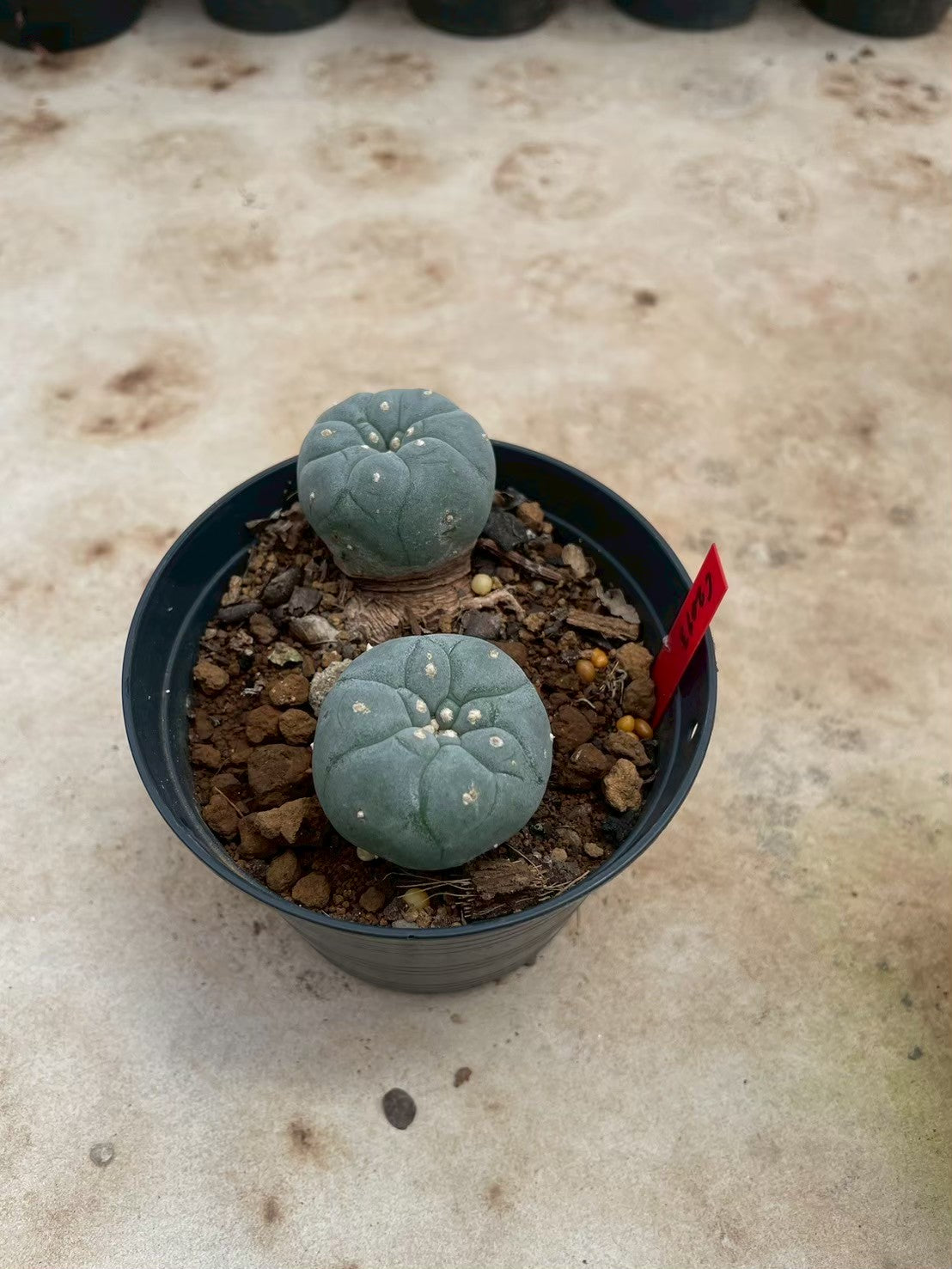 Lophophora williamsii – Peyote Cactus (3-4 cm, Own Root)