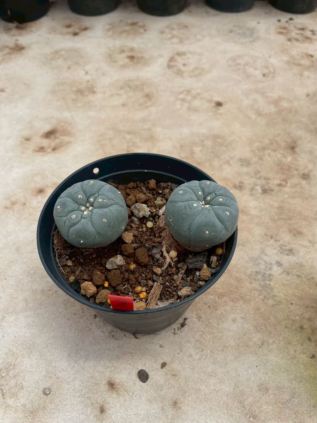 Lophophora williamsii – Peyote Cactus (3-4 cm, Own Root)