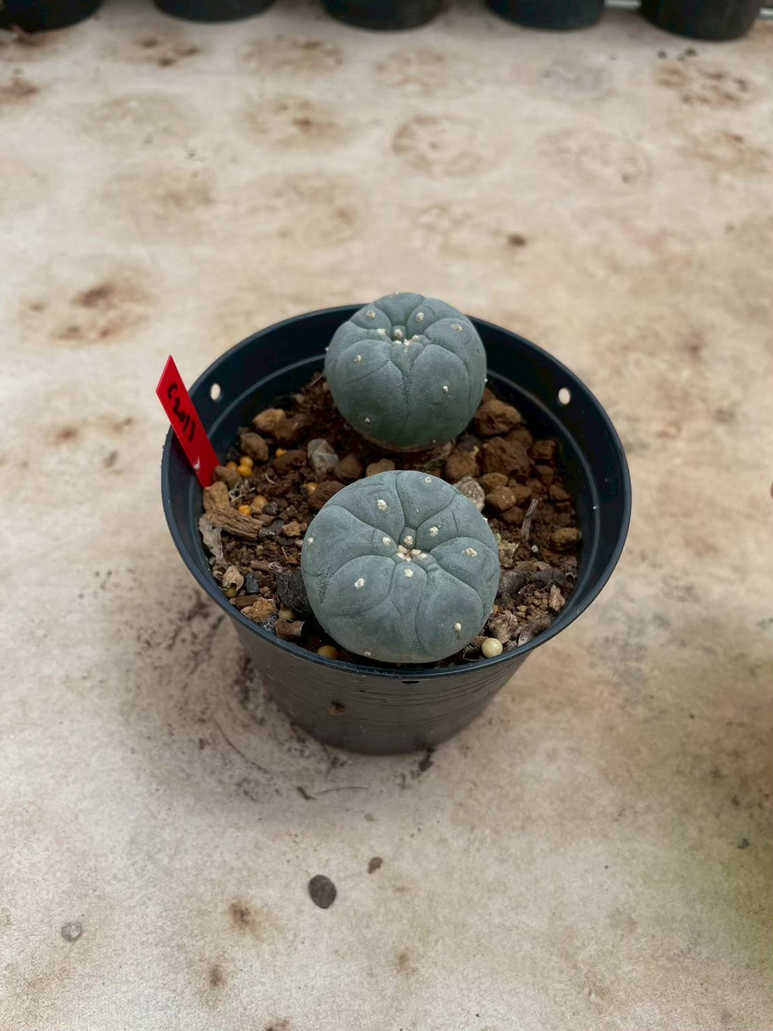 Lophophora williamsii – Peyote Cactus (3-4 cm, Own Root)