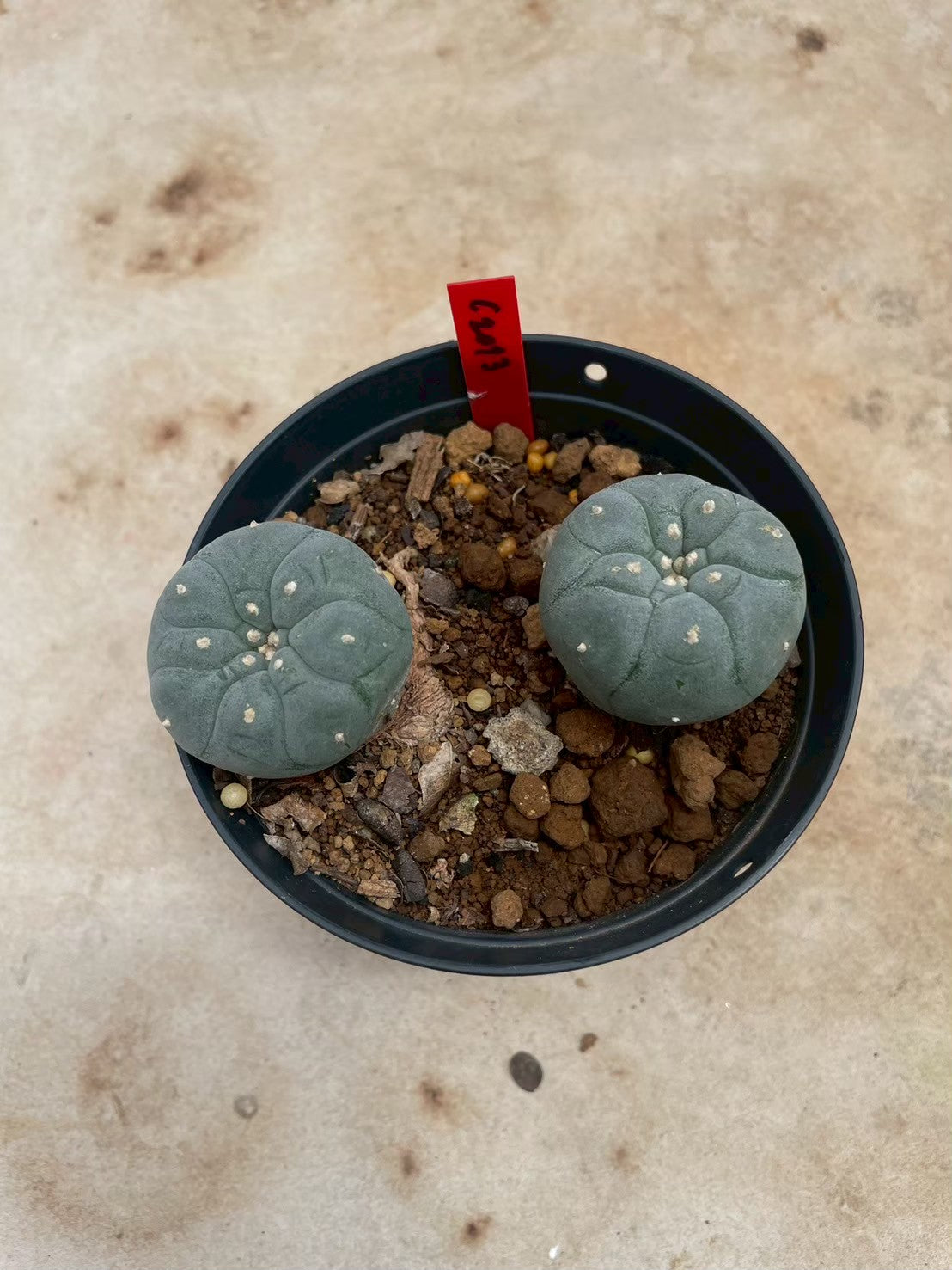 Lophophora williamsii – Peyote Cactus (3-4 cm, Own Root)