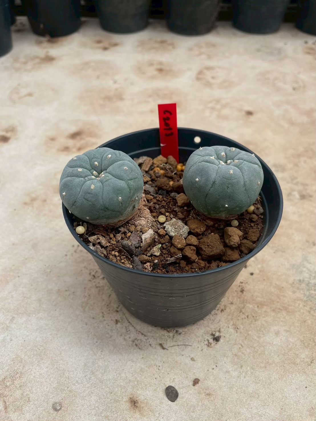 Lophophora williamsii – Peyote Cactus (3-4 cm, Own Root)