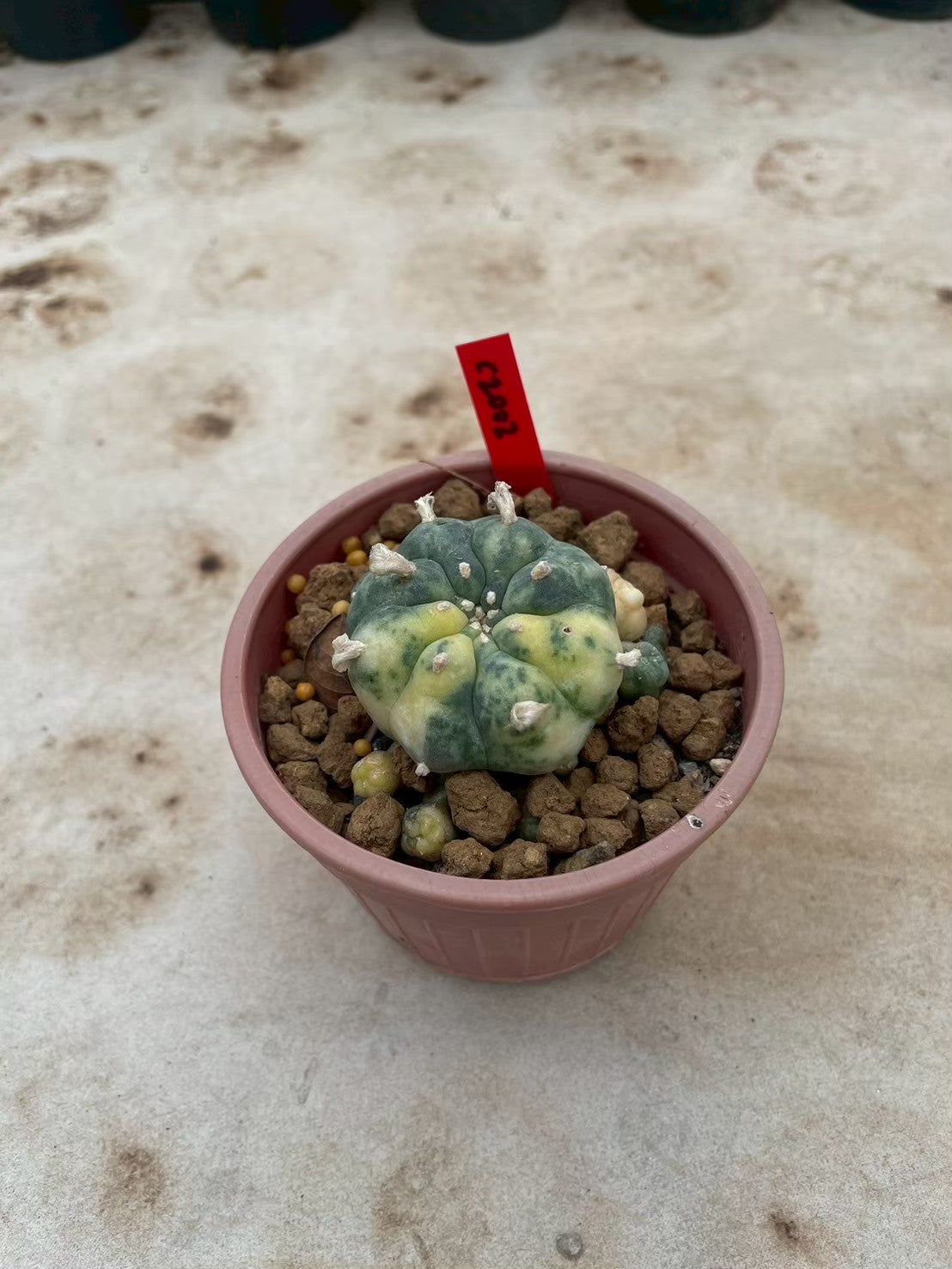 Lophophora williamsii variegata  – Peyote Cactus (3-4 cm, Own Root)