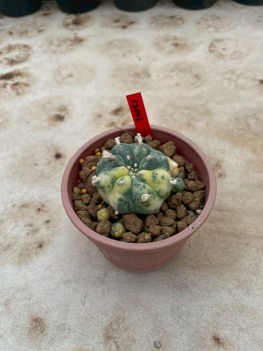Lophophora williamsii variegata  – Peyote Cactus (3-4 cm, Own Root)