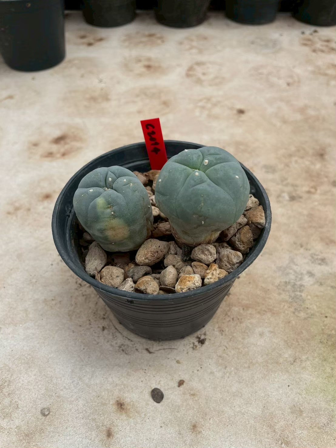 Lophophora williamsii – Peyote Cactus (3-4 cm, Own Root)