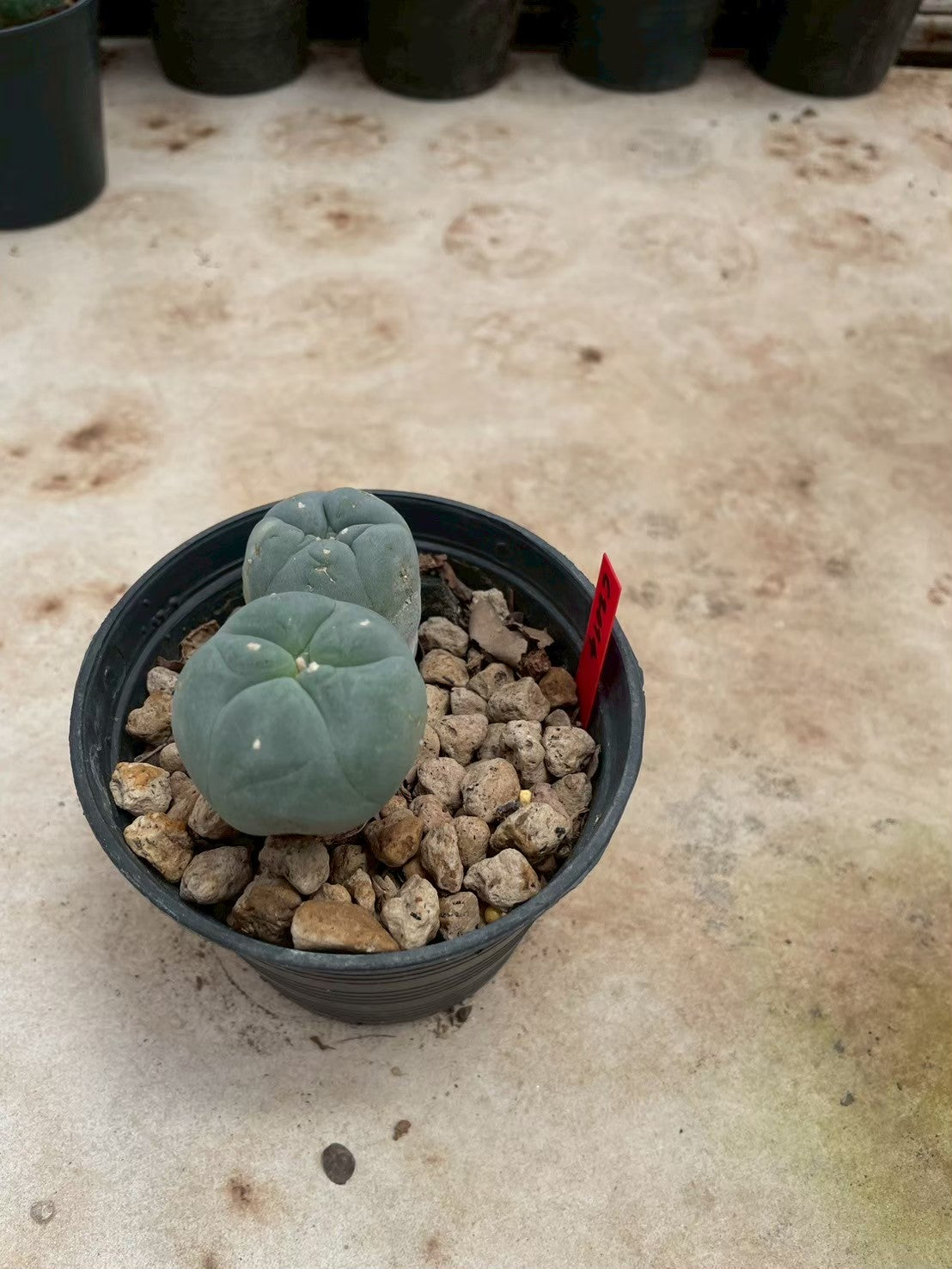 Lophophora williamsii – Peyote Cactus (3-4 cm, Own Root)