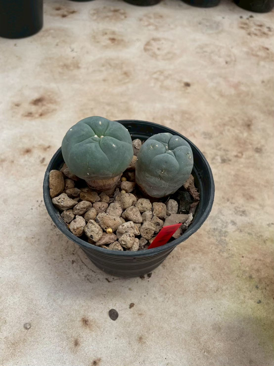 Lophophora williamsii – Peyote Cactus (3-4 cm, Own Root)