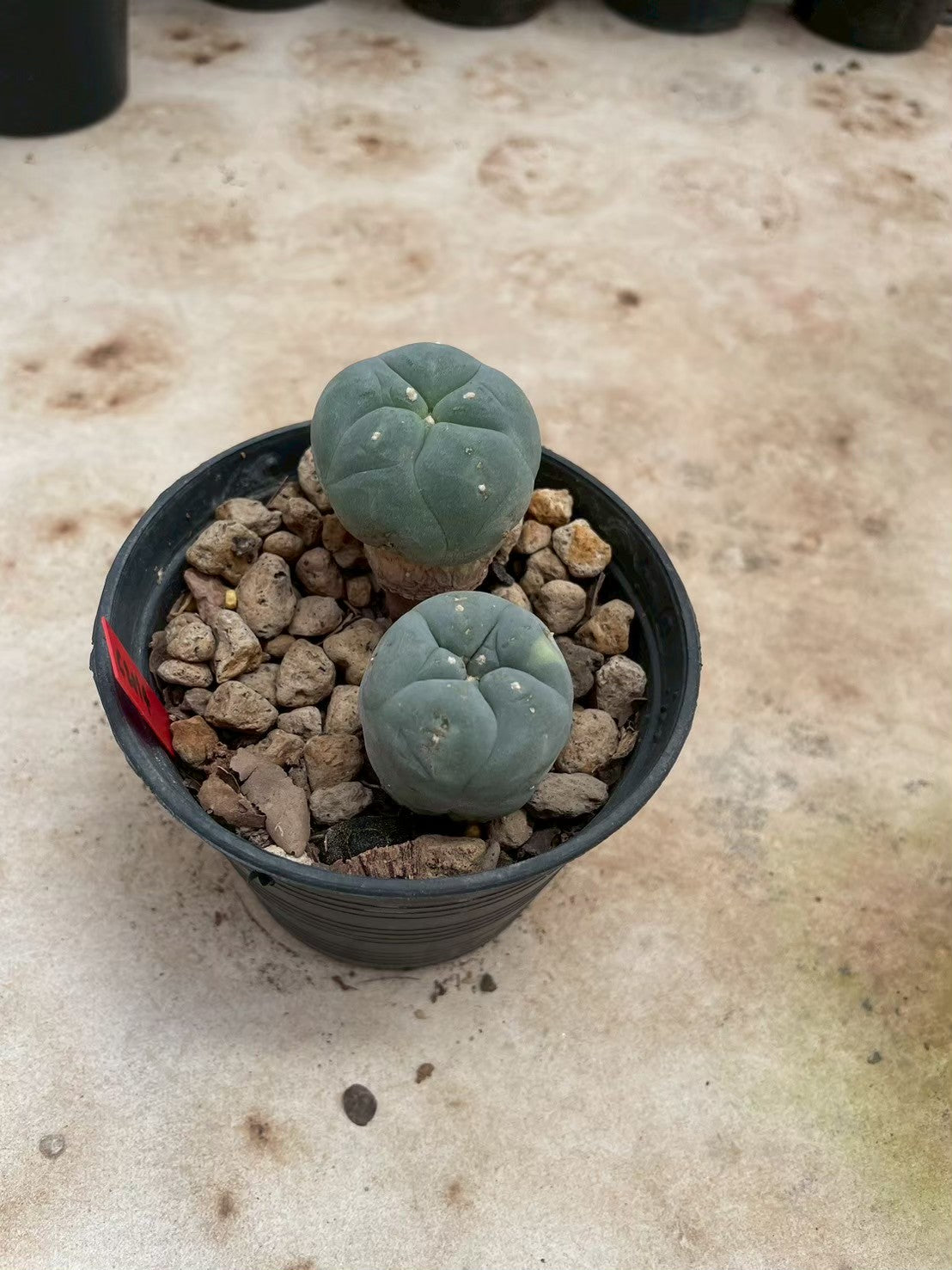 Lophophora williamsii – Peyote Cactus (3-4 cm, Own Root)